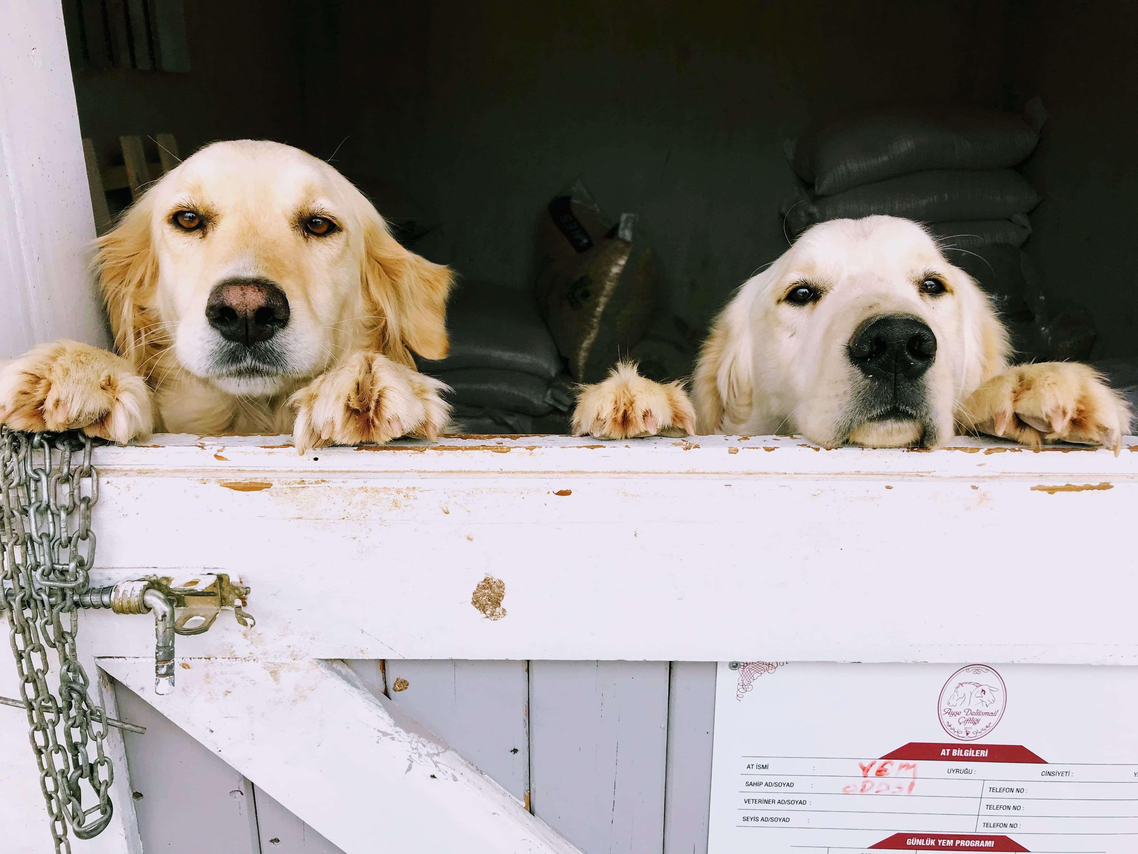 Perros felices esperando a su cuidador